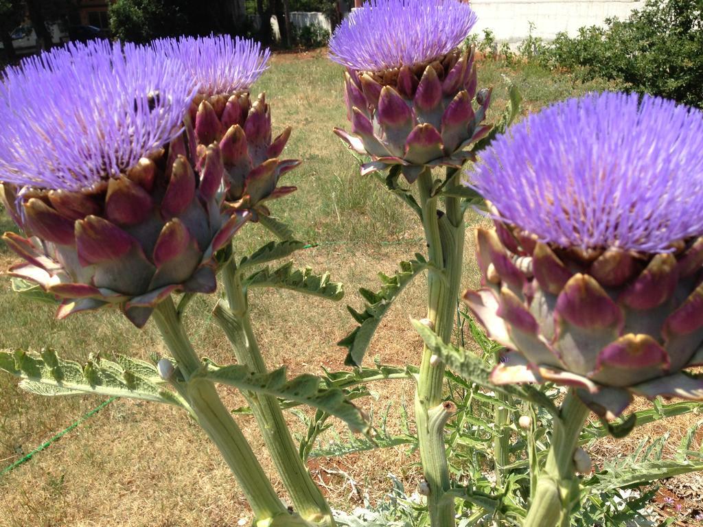 Valeriana Apartment Pula Dış mekan fotoğraf